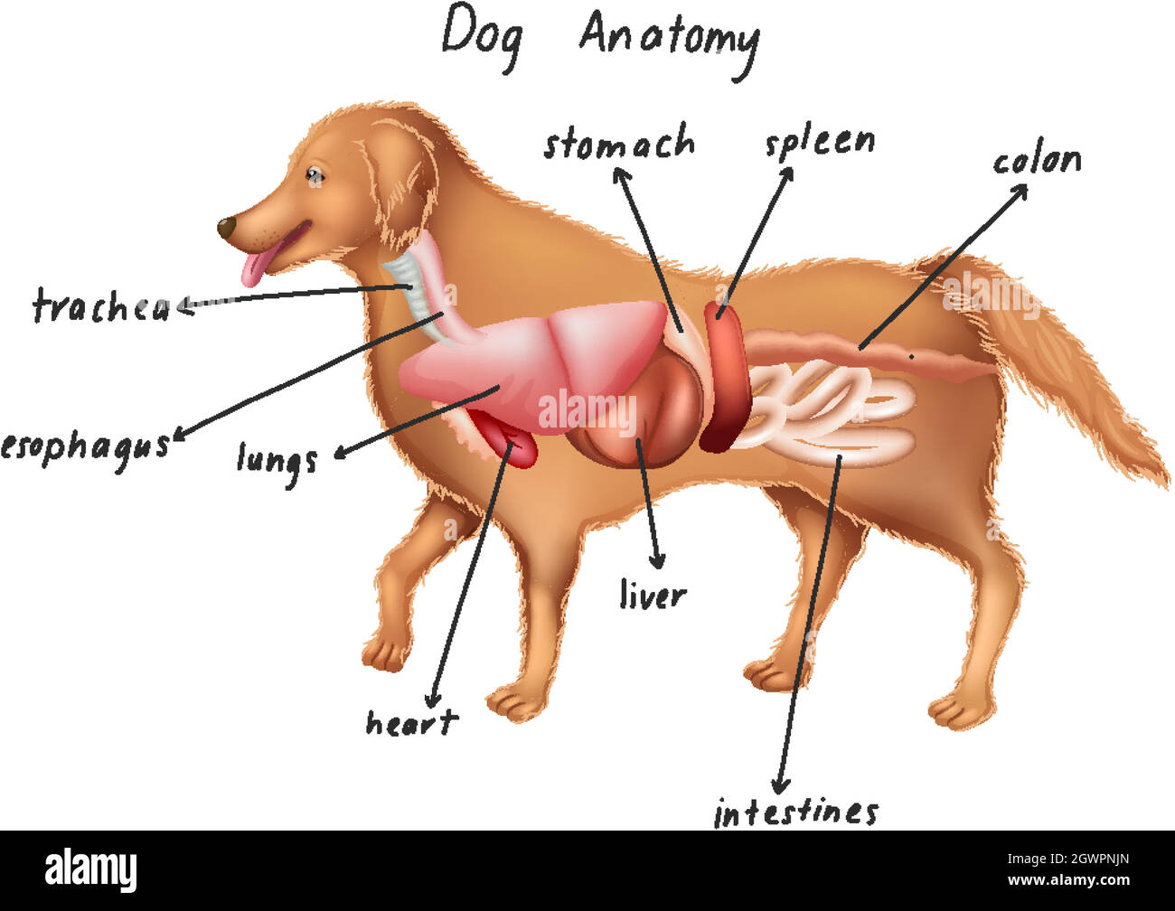Anatomie d'un chien Illustration de Vecteur