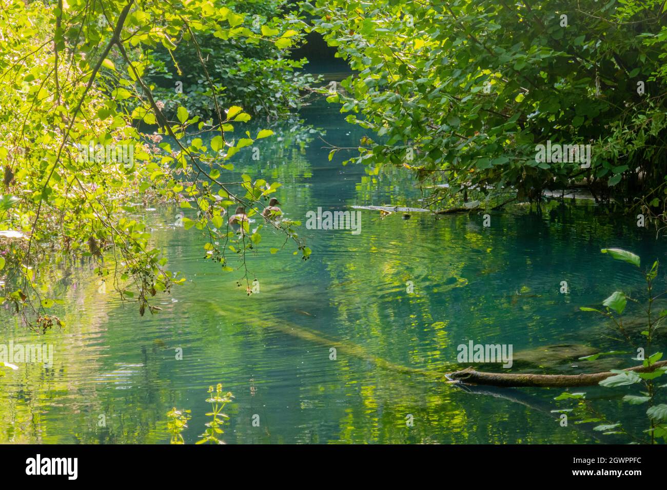 Parco fluviale dell'Elsa, Parc fluvial d'Elsa, Colle Val d'Elsa, Toscane Banque D'Images