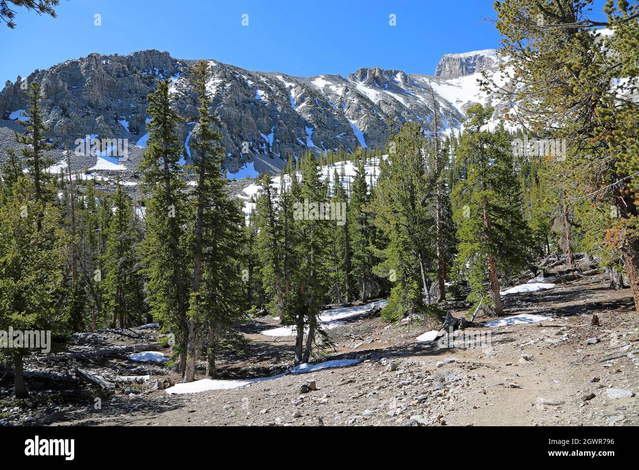 Le sentier avec la vue à Snake Range - parc national de Great Basin, Nevada Banque D'Images