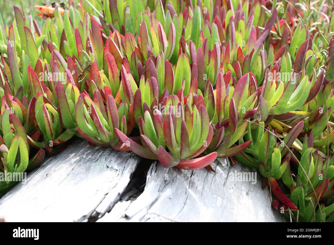 Macro de feuilles rouges et vertes d'une plante de glace (Carpobrotus edulis) qui pousse par une bûche blanche blanchie. La plante de glace est une plante envahissante trouvée dans le littoral A. Banque D'Images