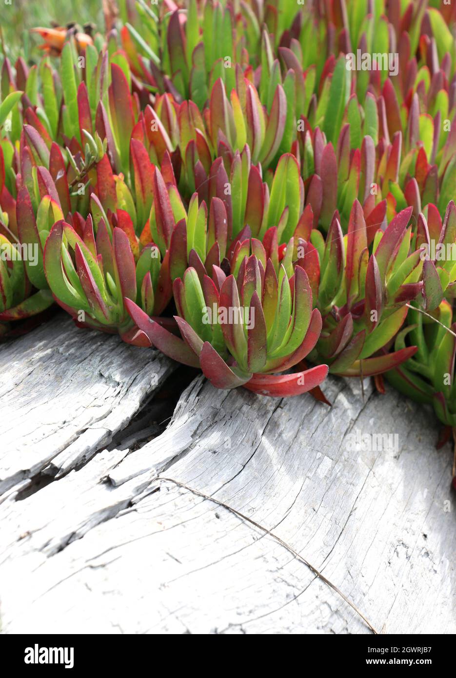 Macro de feuilles rouges et vertes d'une plante de glace (Carpobrotus edulis) qui pousse par une bûche blanche blanchie. La plante de glace est une plante envahissante trouvée dans le littoral A. Banque D'Images