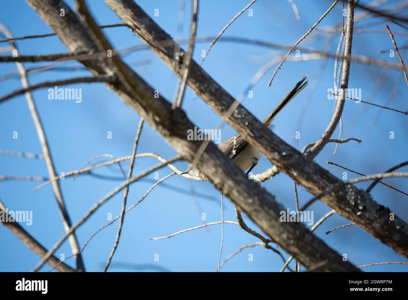 mockingbird du Nord (Mimus poslyglotto) se préparant à prendre le vol derrière deux branches d'arbres Banque D'Images