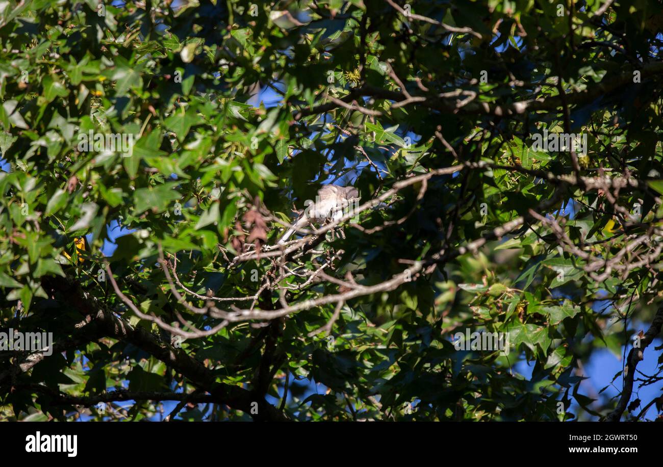 mockingbird (Mimus poslyglotto), un oiseau de mockingbird (Mimus poslyglotto) qui regarde vers le bas Banque D'Images