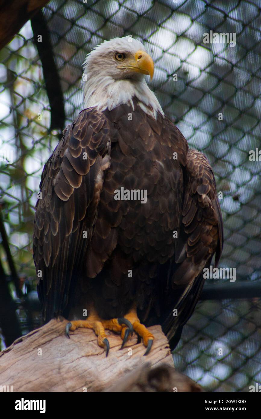 Un aigle à tête blanche d'Amérique perchée sur Un rondin - Haliaeetus leucocephalus Banque D'Images