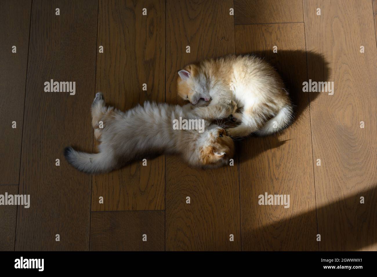 Deux chatons britanniques de Shorthair jouant heureusement, allongé sur le plancher en bois de la salle, la vue d'en haut, la lumière du matin se réchauffe et les ombres sont Banque D'Images