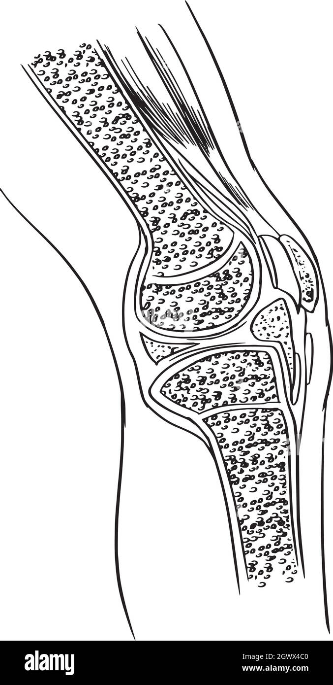 Anatomie de l'articulation du genou Illustration de Vecteur