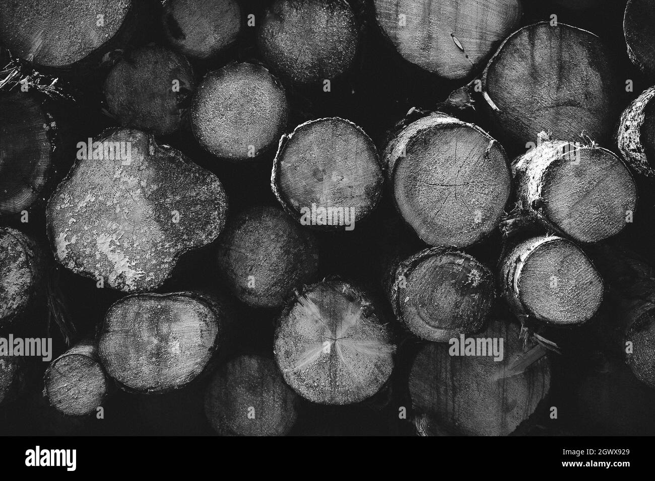 Arbre de vie noir et blanc Banque d'images noir et blanc - Page 2 - Alamy