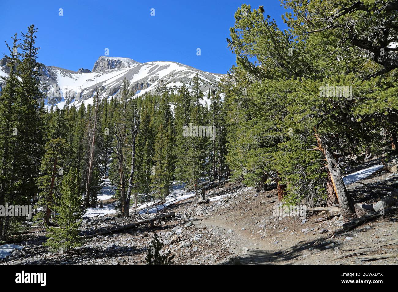 Sentier dans la forêt - Parc national de Great Basin, Nevada Banque D'Images