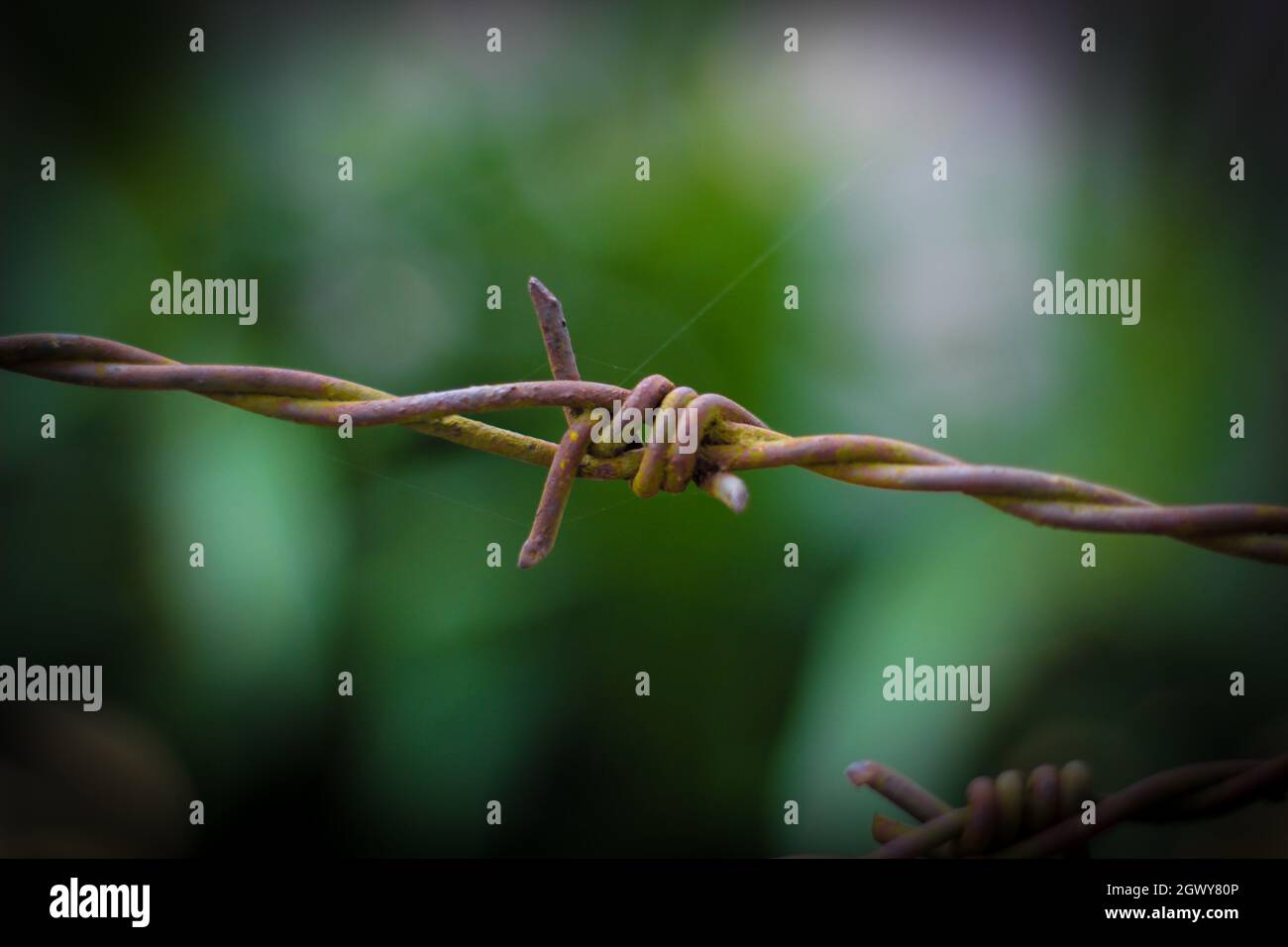 Barbed wire thorns Banque de photographies et d'images à haute résolution -  Alamy
