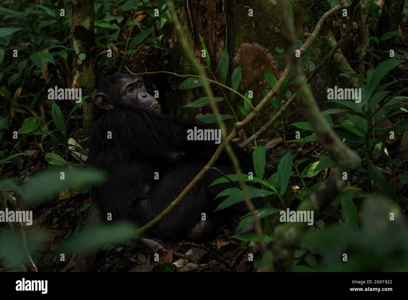 Chimpanzee commun - Pan troglodytes, grand singe populaire des forêts et des terres boisées africaines, forêt de Kibale, Ouganda. Banque D'Images