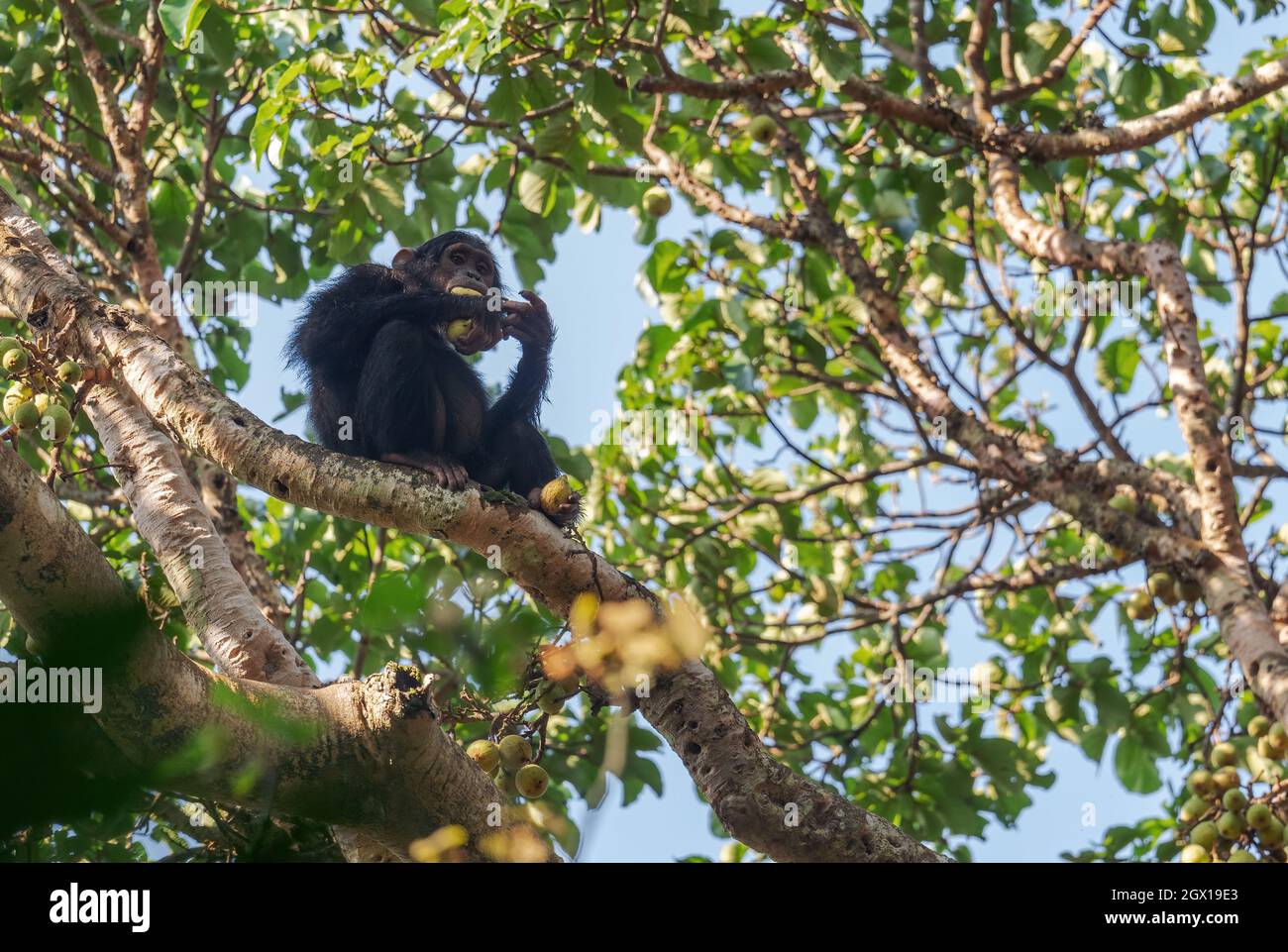 Chimpanzee commun - Pan troglodytes, grand singe populaire des forêts et des terres boisées africaines, forêt de Kibale, Ouganda. Banque D'Images