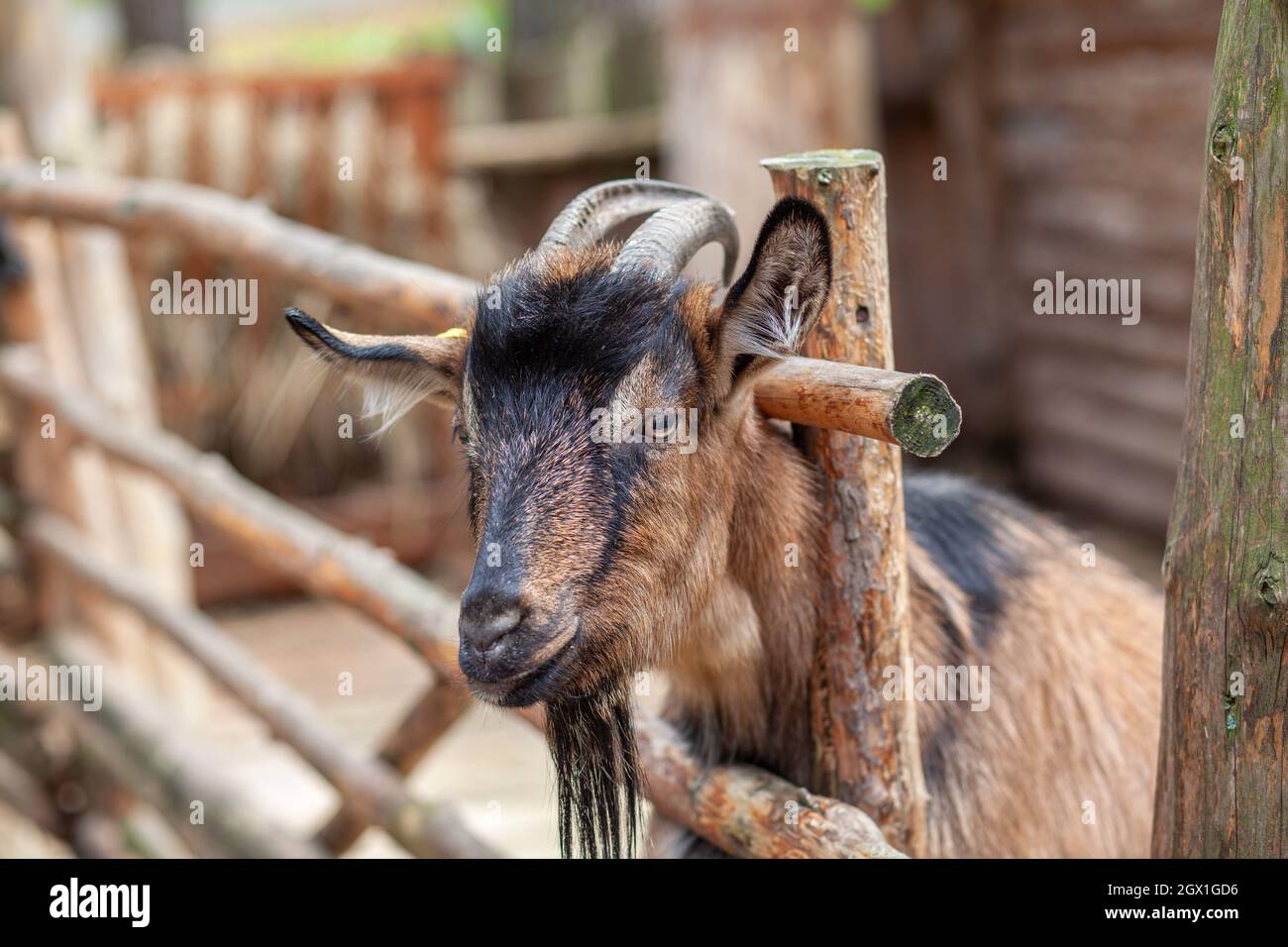 Une chèvre à cornes regarde à travers une clôture en bois. L'animal demande de la nourriture aux visiteurs. Coin rural. Banque D'Images