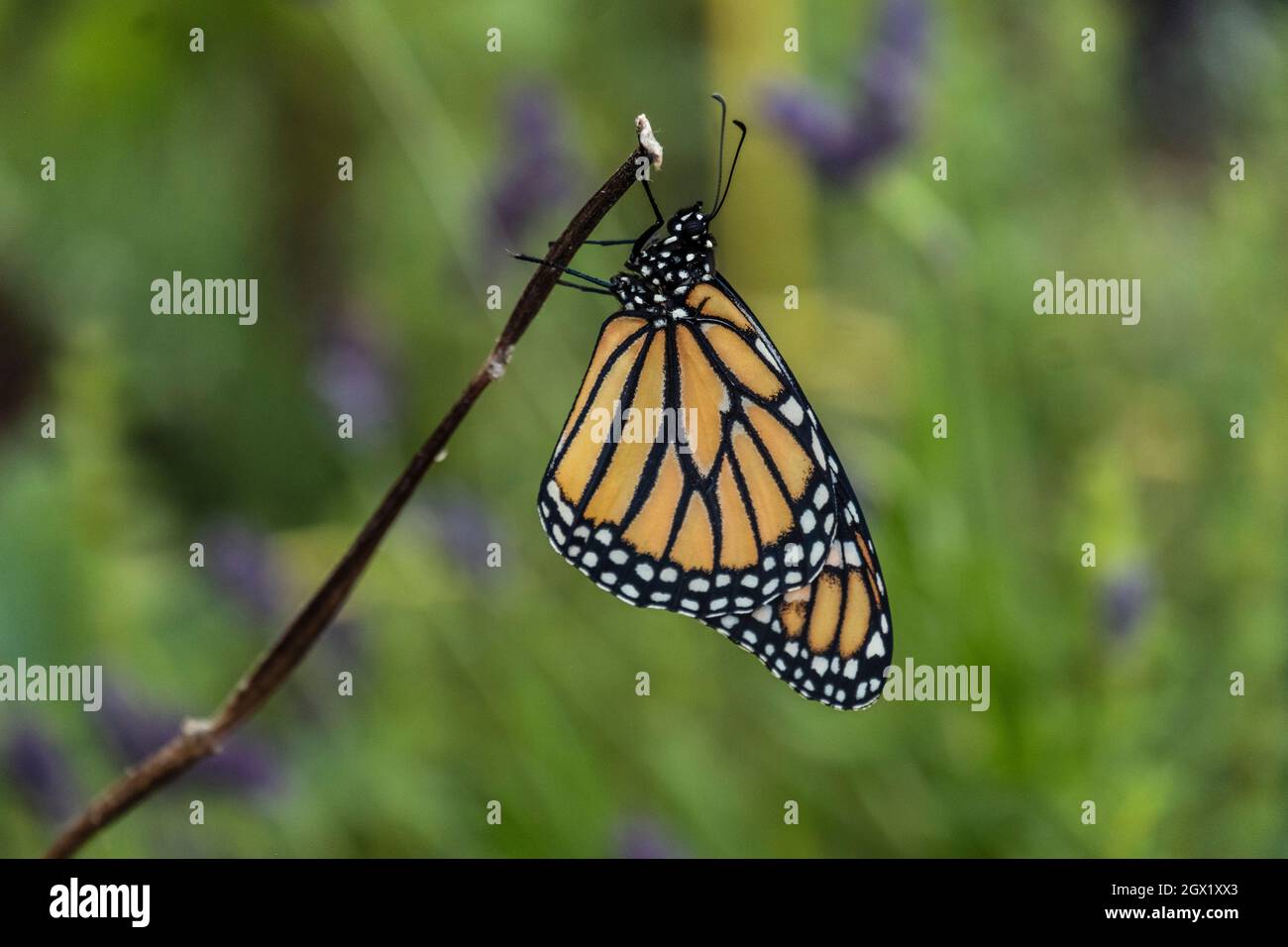 WESTERN Monarch Butterfly, Danaus plexippus, adulte, vue latérale gros plan dans un jardin blanc brumeux de la maison de Californie, accroché à une brindille, fond vert Banque D'Images