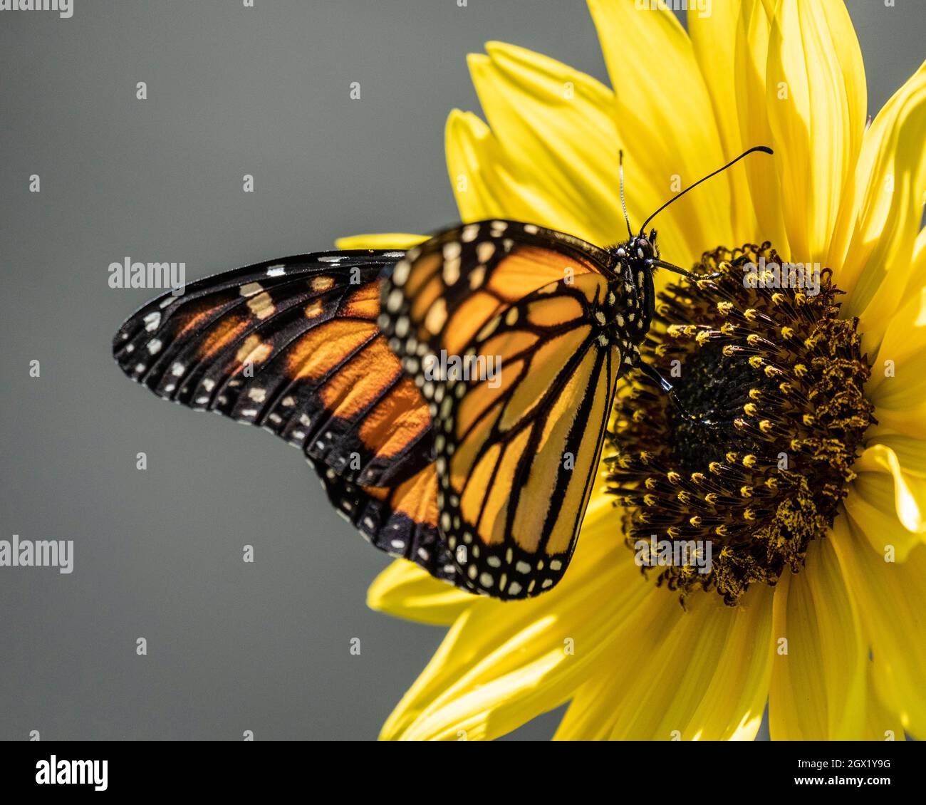 WESTERN Monarch Butterfly, Danaus plexippus, adulte, gros plan se nourrissant d'une fleur de tournesol, dans un jardin de la maison de Californie Banque D'Images