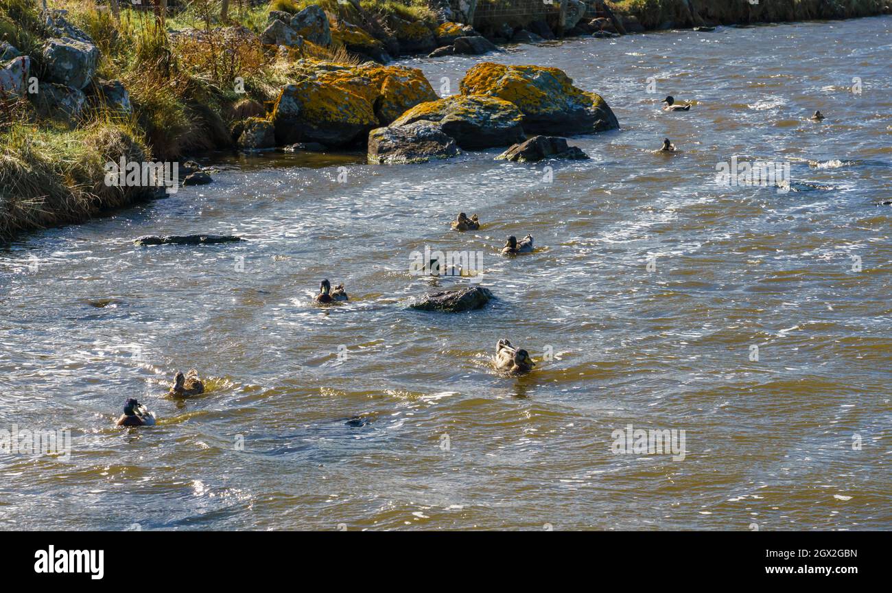Nuage de lac de poisson pittoresque Banque de photographies et d’images