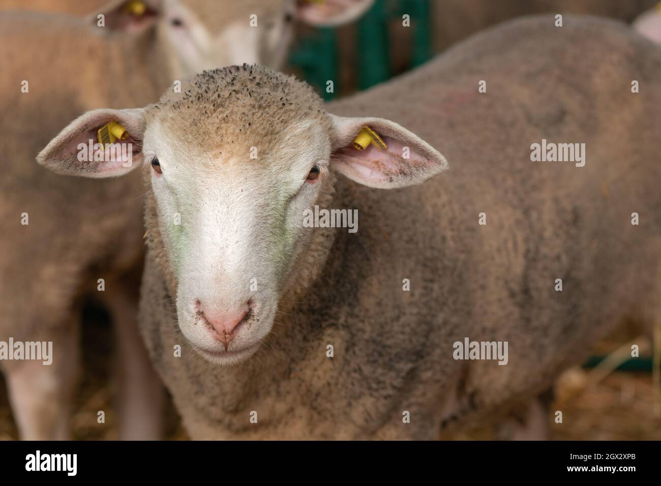 Moutons dans un enclos, animaux d'élevage dans une ferme Banque D'Images