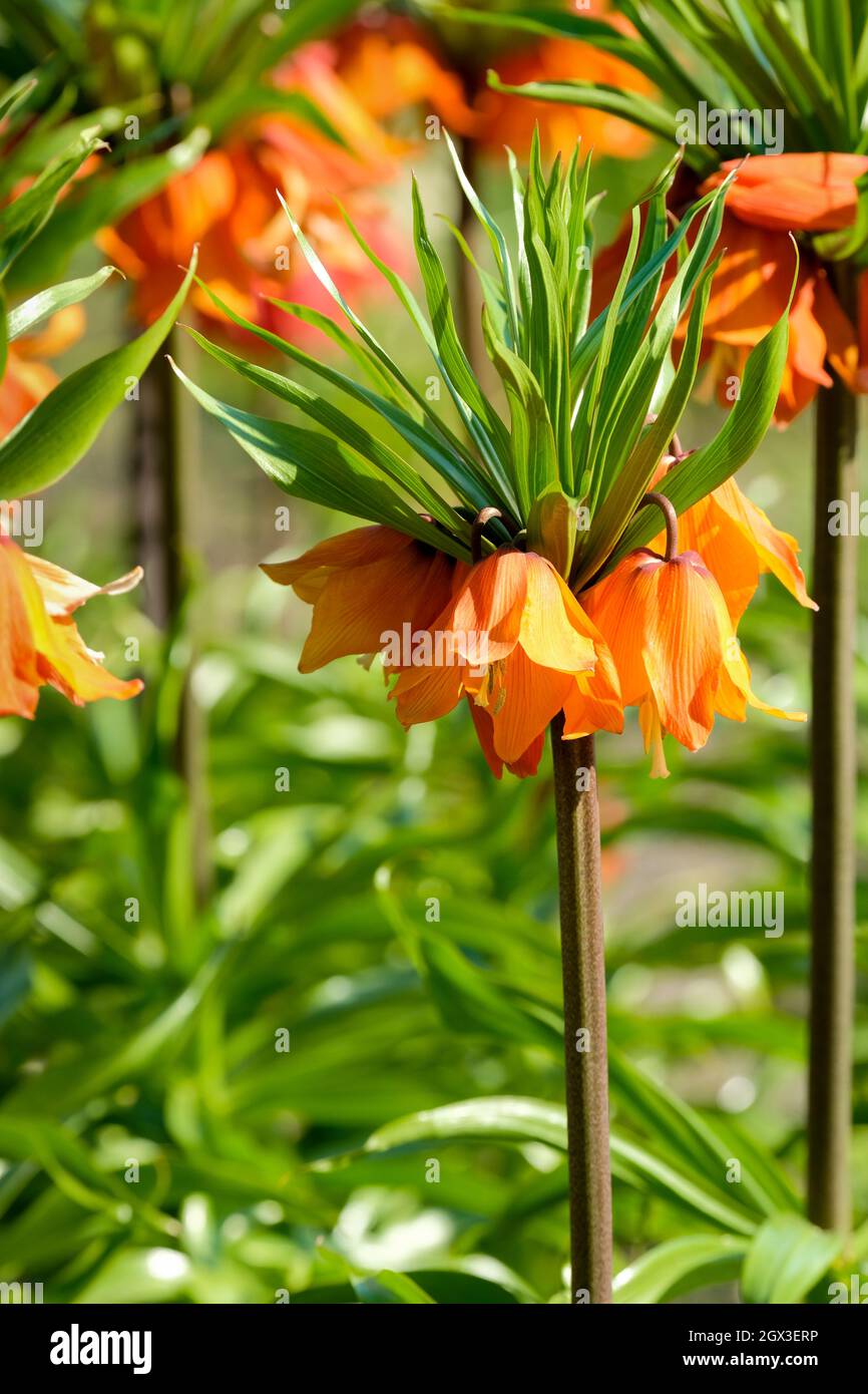 Fritilaria imperarialis 'Sunrise', Crown Imperial 'Sunrise', fleurs en forme de cloche orange vif au début du printemps. Banque D'Images