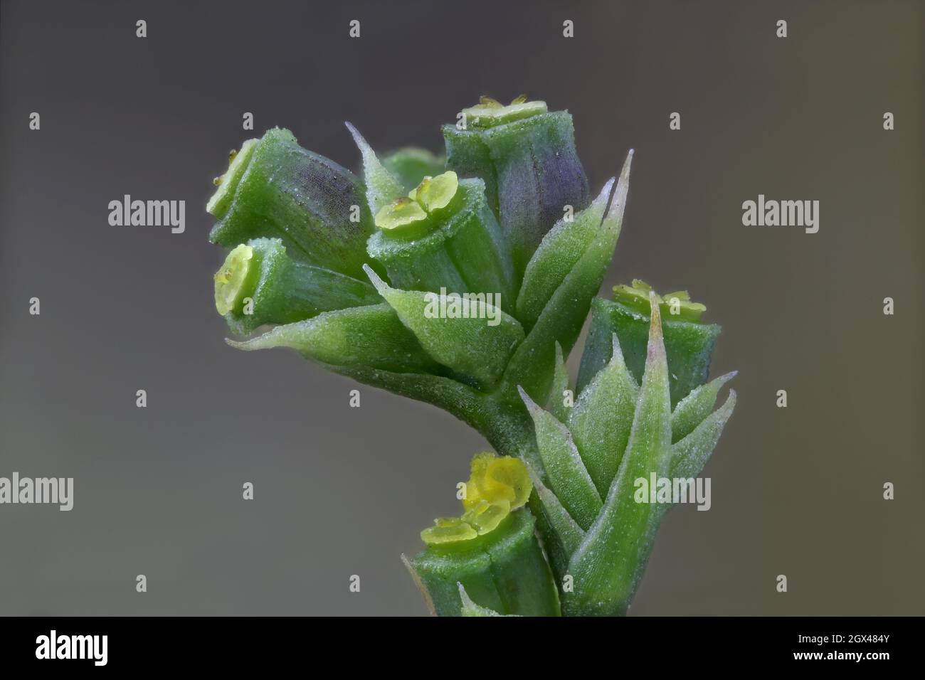 Bupleurum asperuloides, Apiaceae.Plante sauvage en été. Banque D'Images