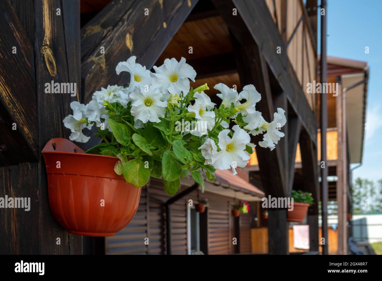 Un pot de fleurs avec une pétunia blanche en fleurs de la variété Mambo F1 est suspendu sur un poteau en bois à l'extérieur de la maison à l'ombre, le jour d'été ensoleillé. Banque D'Images