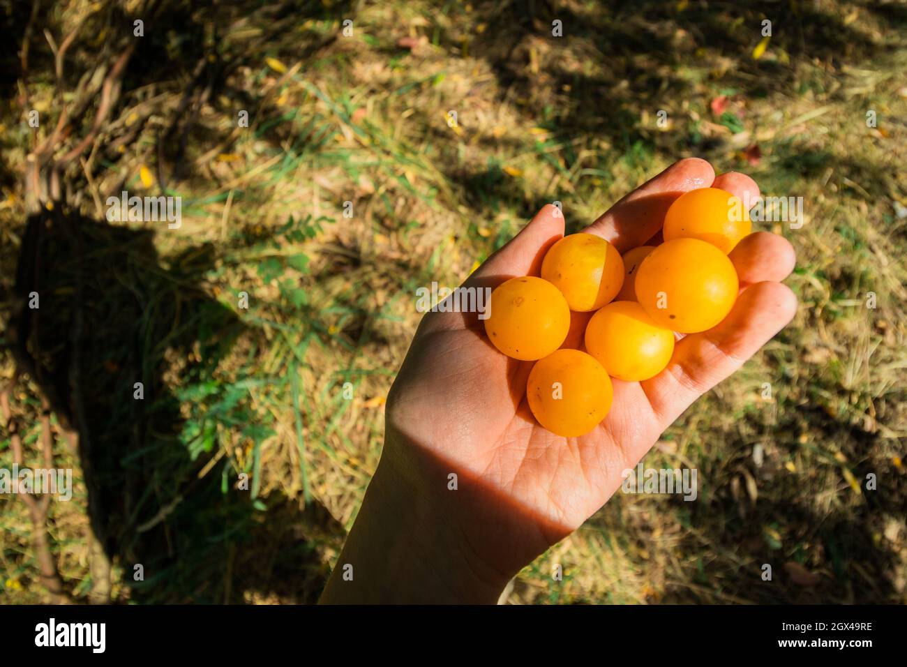 Une poignée de prune de cerise jaune mûre à la main. Récolte dans le jardin ensoleillé. Banque D'Images