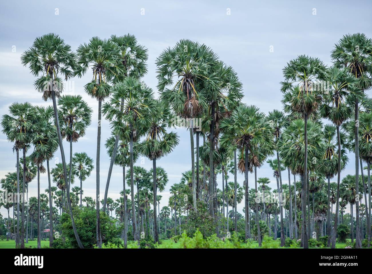 Plantation de palmiers dans un champ rural du Cambodge, symbole de la culture cambodgienne, symbole national. Banque D'Images