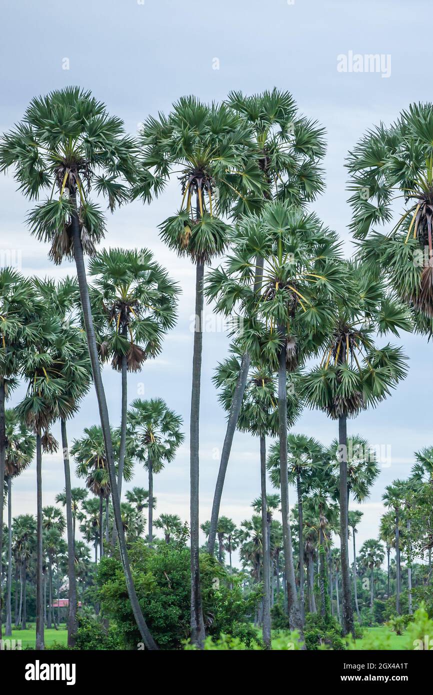 Plantation de palmiers dans un champ rural du Cambodge, symbole de la culture cambodgienne, symbole national. Banque D'Images