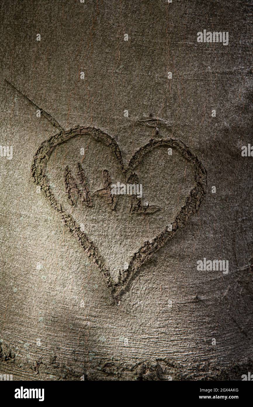 Coeur sculpté dans l'écorce d'un hêtre, Hagen, Rhénanie-du-Nord-Westphalie, Allemagne. Herz in einer Rinde einer Buché, Hagen, Nordrhein-Westfalen, Deutsc Banque D'Images