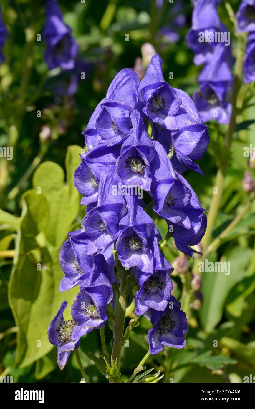 Aconitum carmichaelii bleu Moonkshood fleurs Banque D'Images