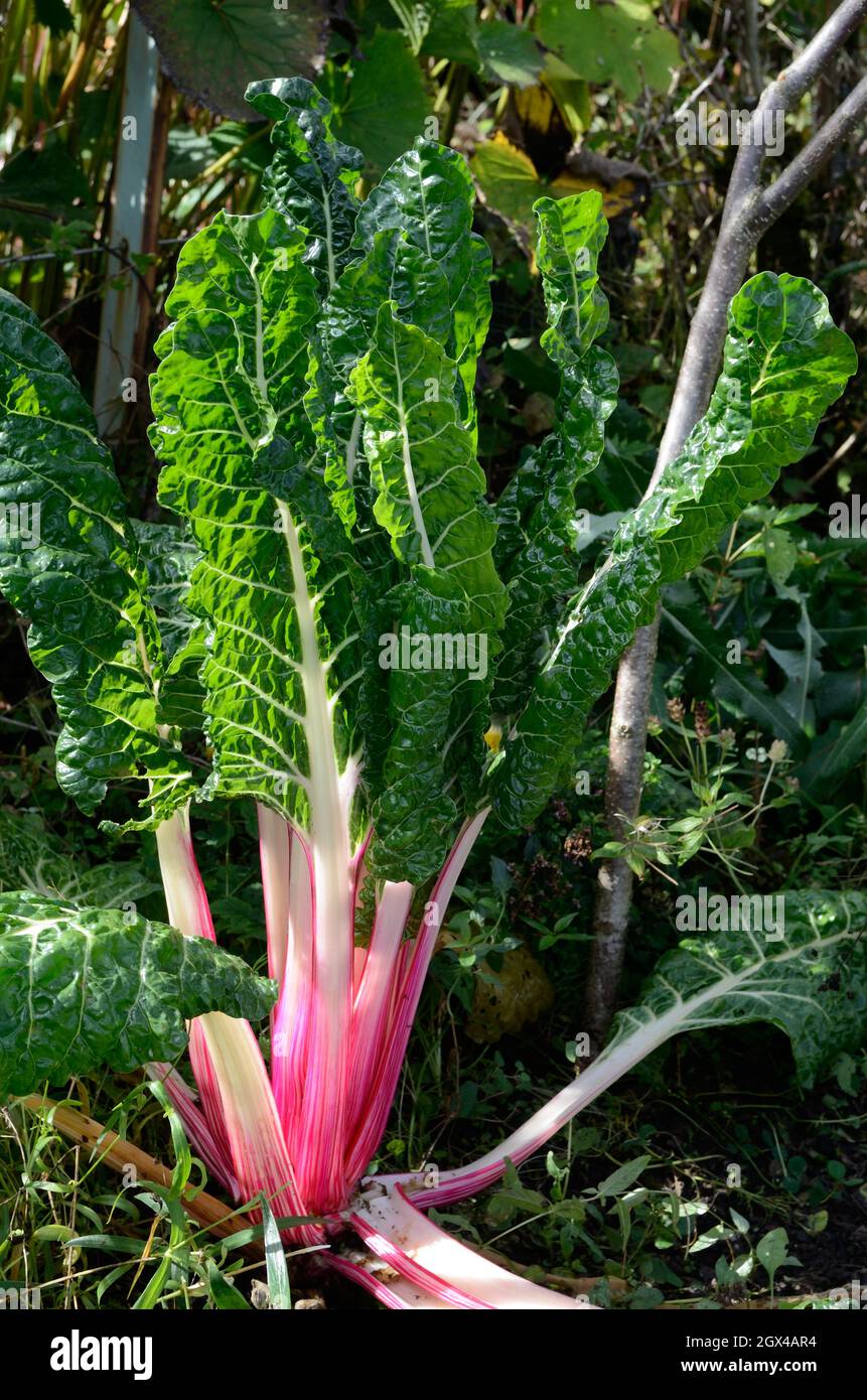 Rhubarb Chard Beta vulgaris sues cicla var flavescens betterave à feuilles poussant dans un jardin Banque D'Images