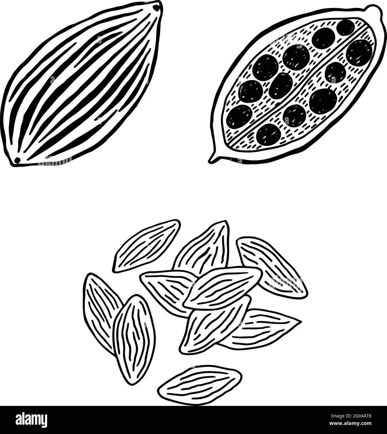 Cardamome - illustration de la ligne aromatisante. Dessin d'un coolé noir et blanc. Dessin à main levée d'herbes aromatiques. Illustration vectorielle. Illustration de Vecteur
