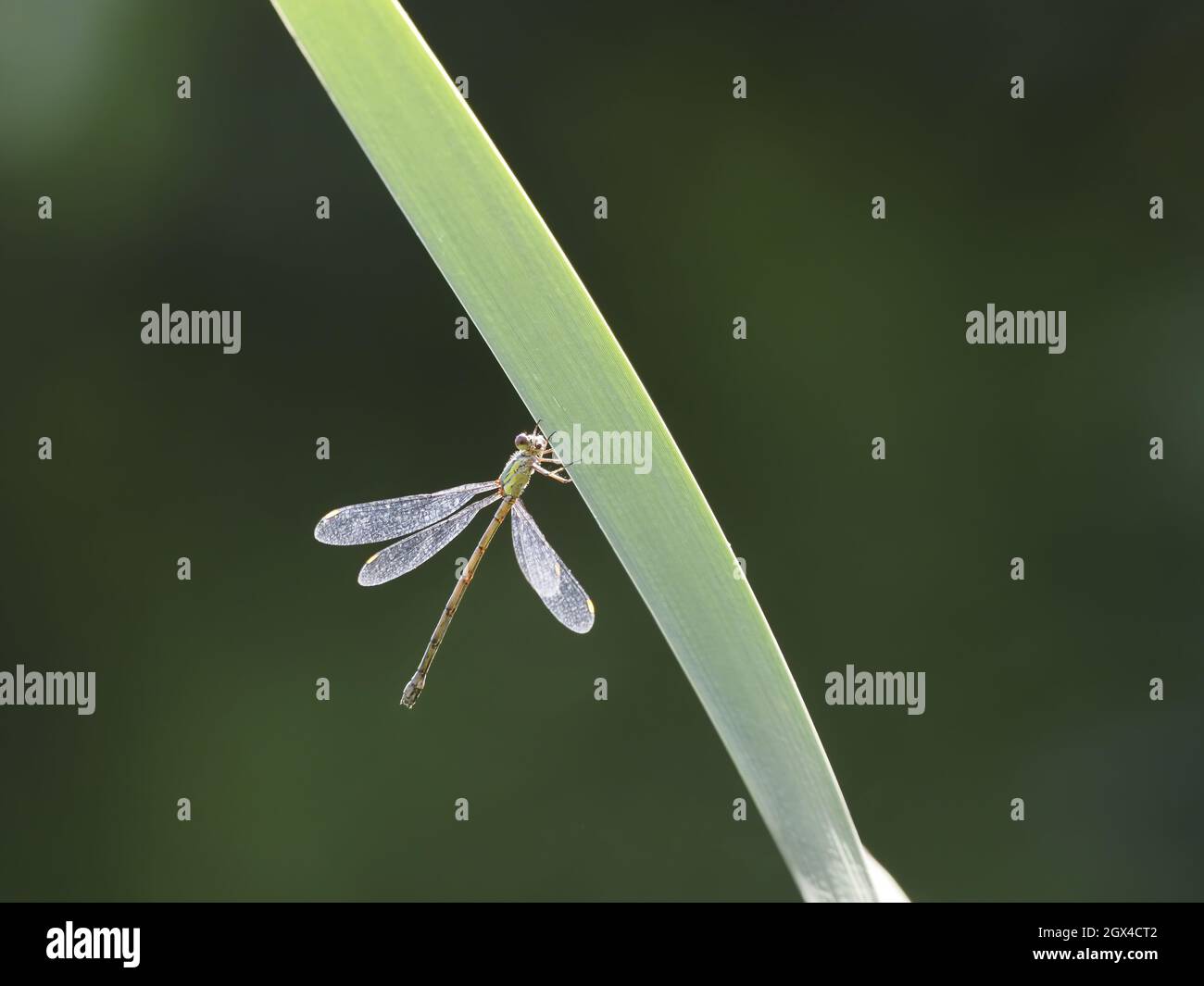 Willow Emerald Damselfly - rétroéclairage Chalcolestes viridis Essex, Royaume-Uni IN001649 Banque D'Images