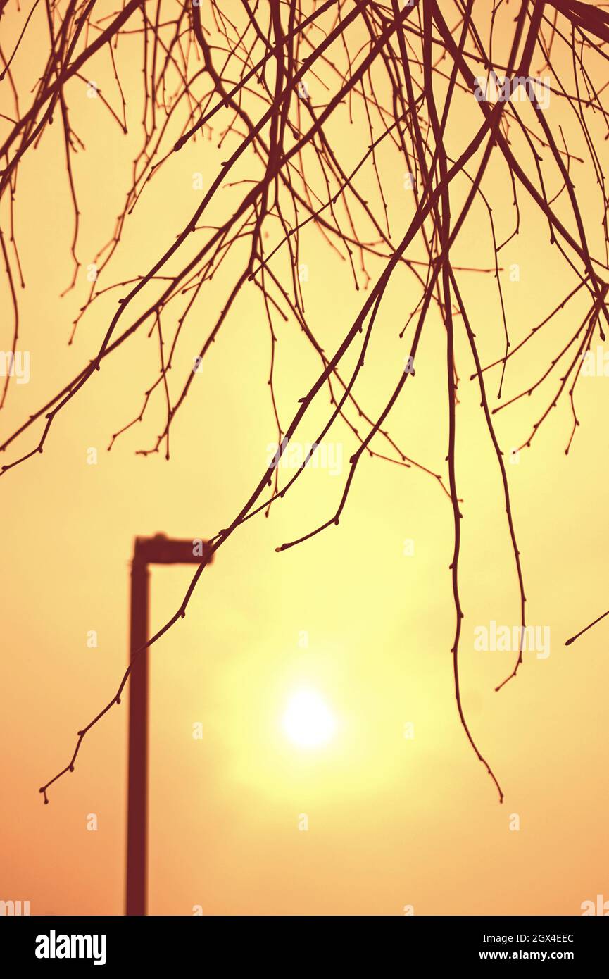 Soleil d'été brumeux dans une rue de Winchmore Hill, Londres, Royaume-Uni Banque D'Images