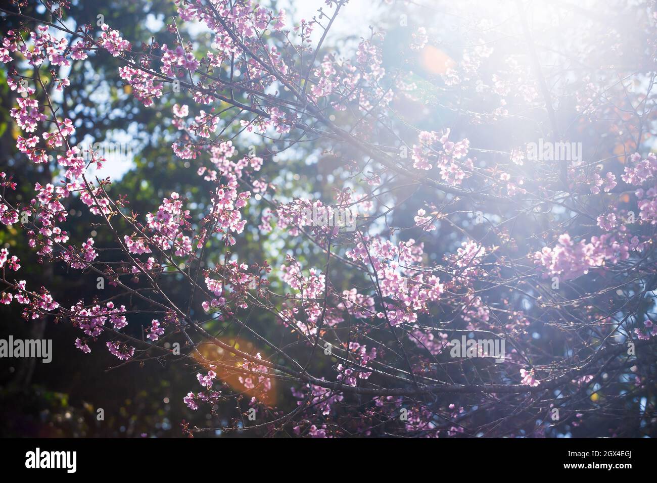 Cerise sakura en fleur dans les branches des arbres, fleurs roses en pleine floraison. Fleur de printemps. faisceau de soleil lumineux avec évasement d'objectif. Banque D'Images