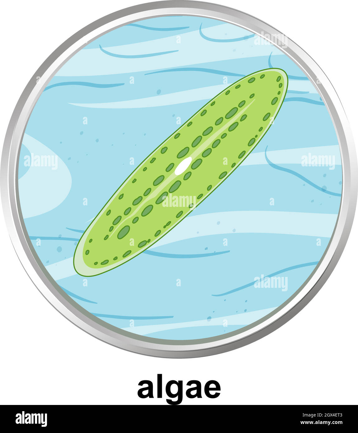 Structure anatomique des algues sur fond blanc Illustration de Vecteur