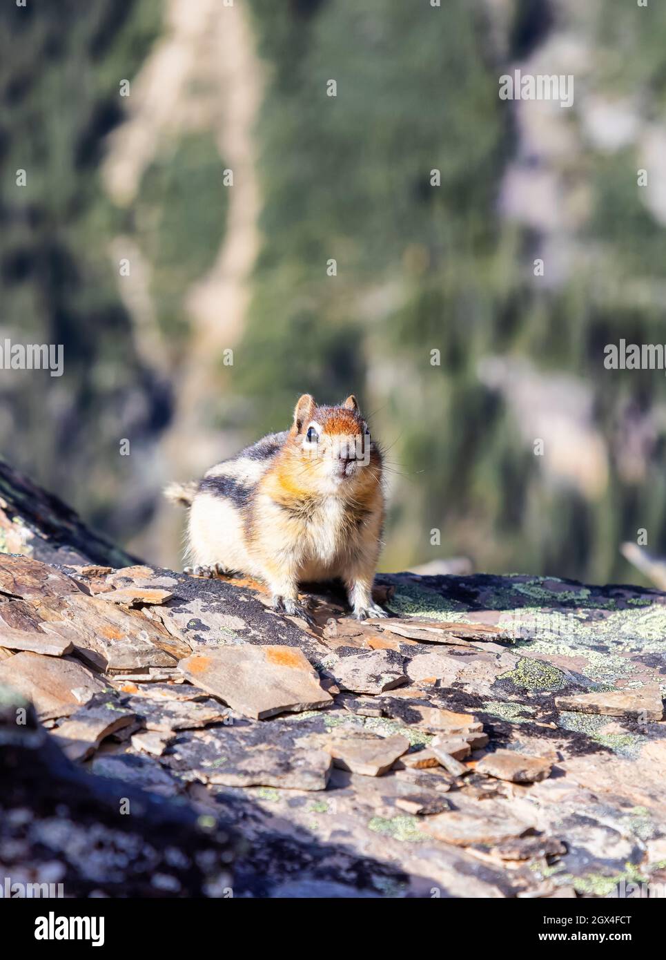 Petit Chipmunk sur une montagne rocheuse du Canada. Banque D'Images