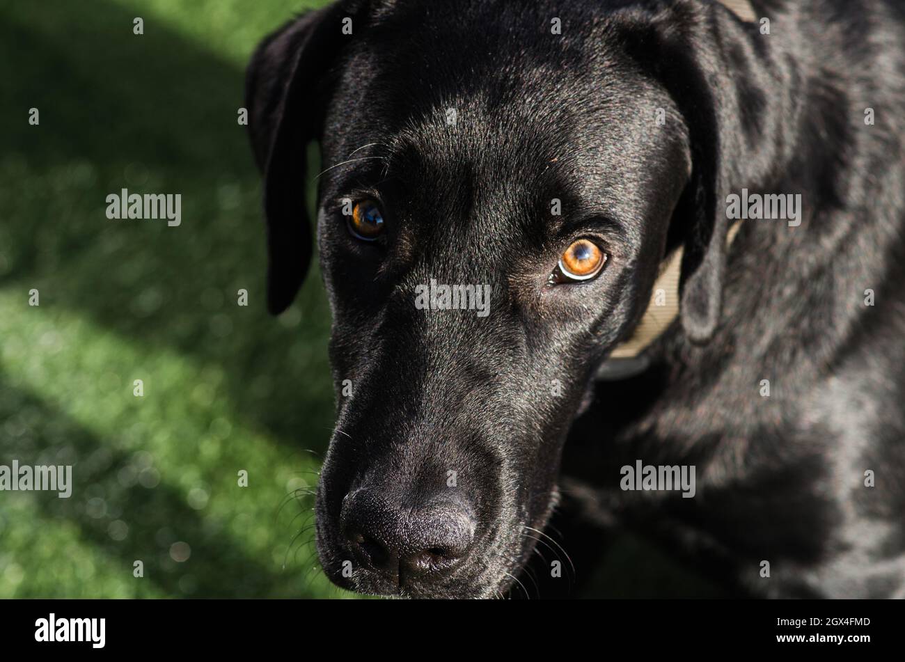 Chien Black Labrador Retriever, visage et look espiègles, arrière-plan neutre. Fourrure brillante au soleil, position de repos, non stressée avec la langue vers l'extérieur Banque D'Images