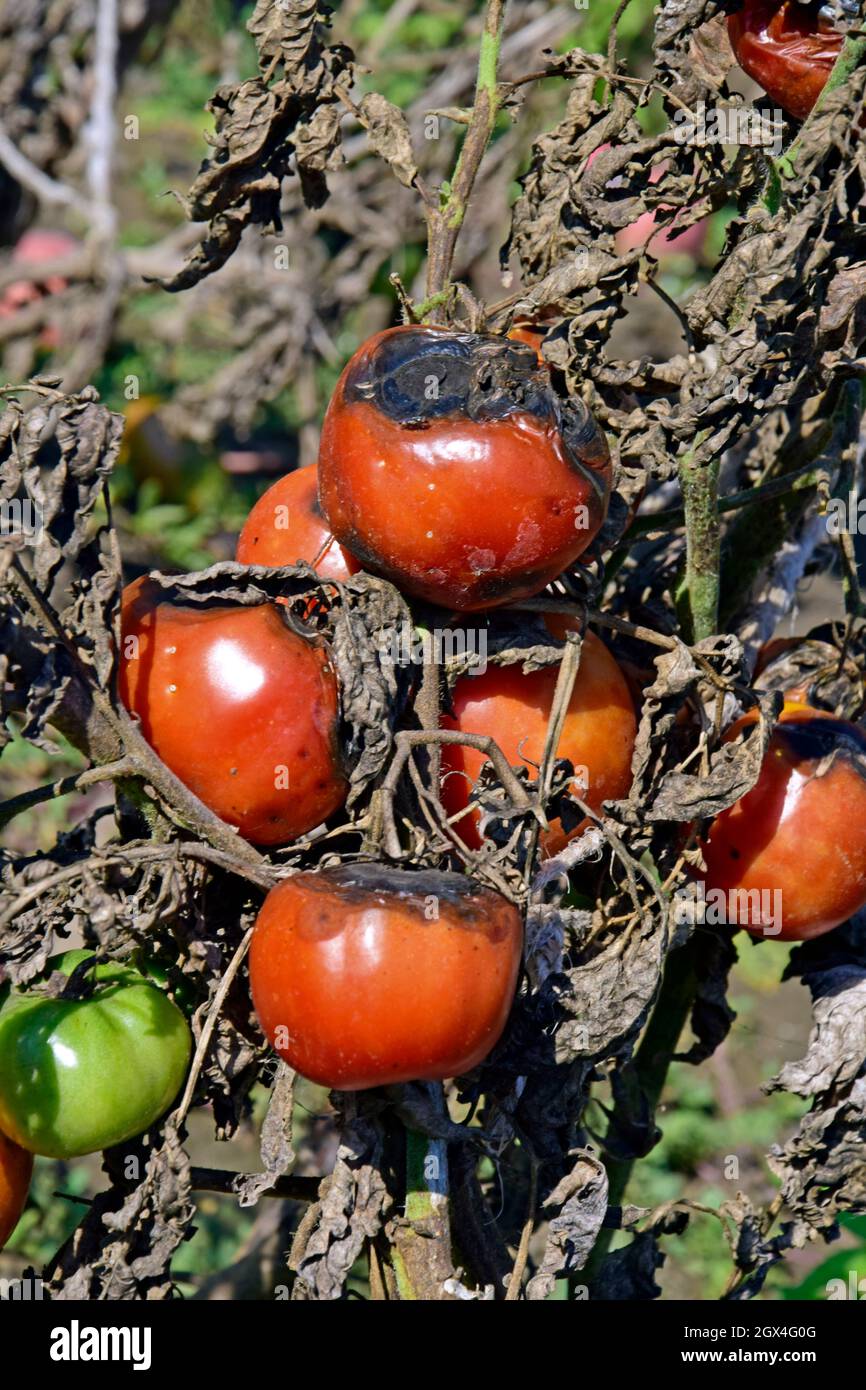 Groupe de tomates rouges sur-mûres affectées par l'anthracnose, entouré d'un feuillage brun sec, vue rapprochée en plein soleil Banque D'Images