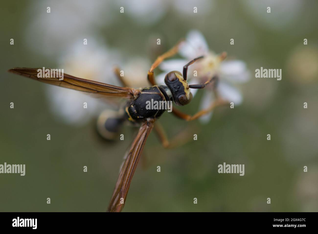 Pollinisateur sur fleur Banque D'Images