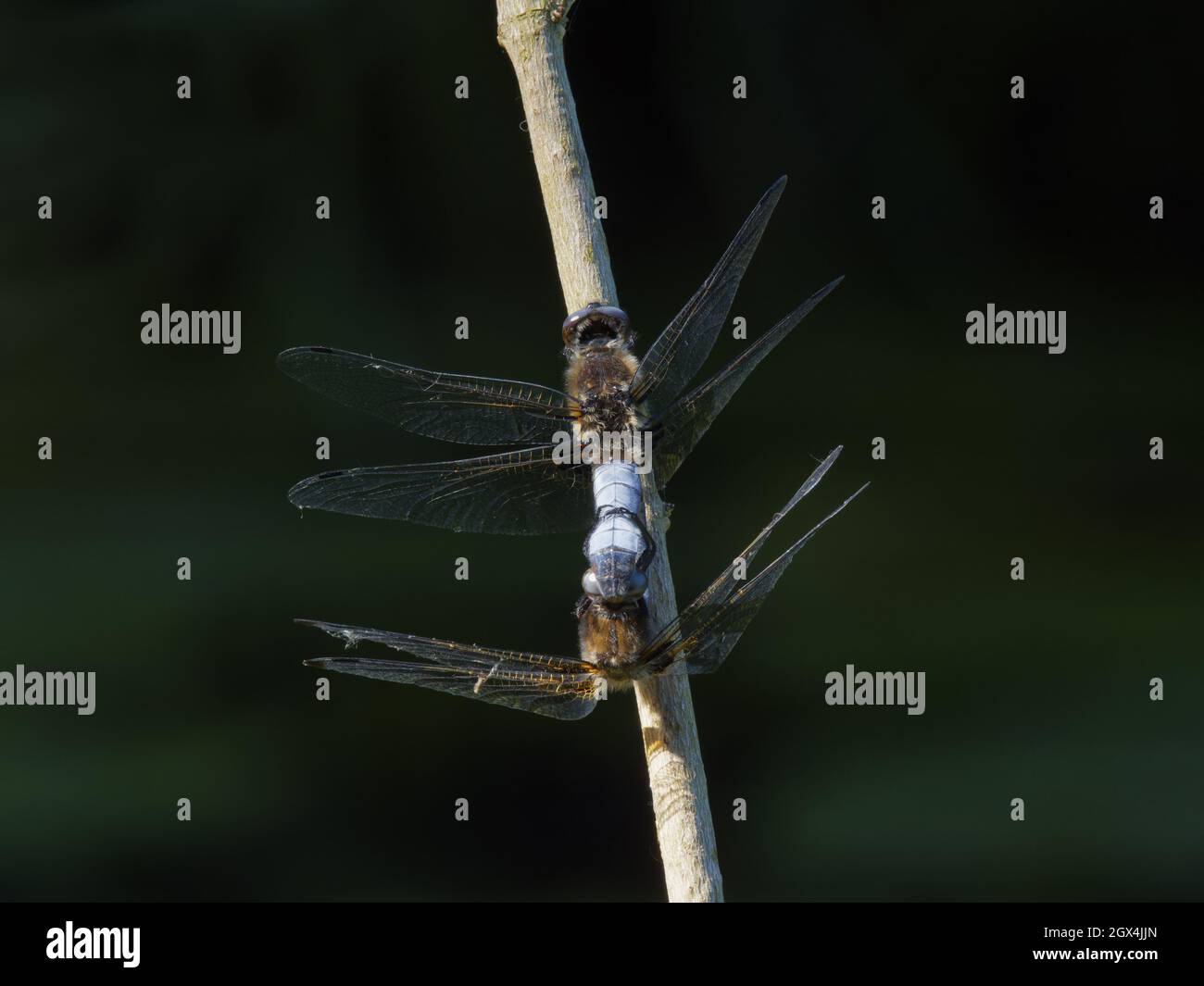 Rare Chaser Dragonfly - couple d'accouplement Libellula fulva Essex, UK IN002332 Banque D'Images