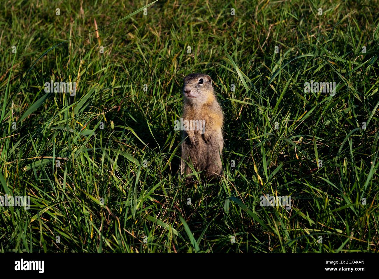 Le petit rongeur, de la famille des écureuils, se tient comme un poste sur ses pattes arrière, parmi l'herbe verte dans l'habitat naturel de la nature sauvage en été. Banque D'Images
