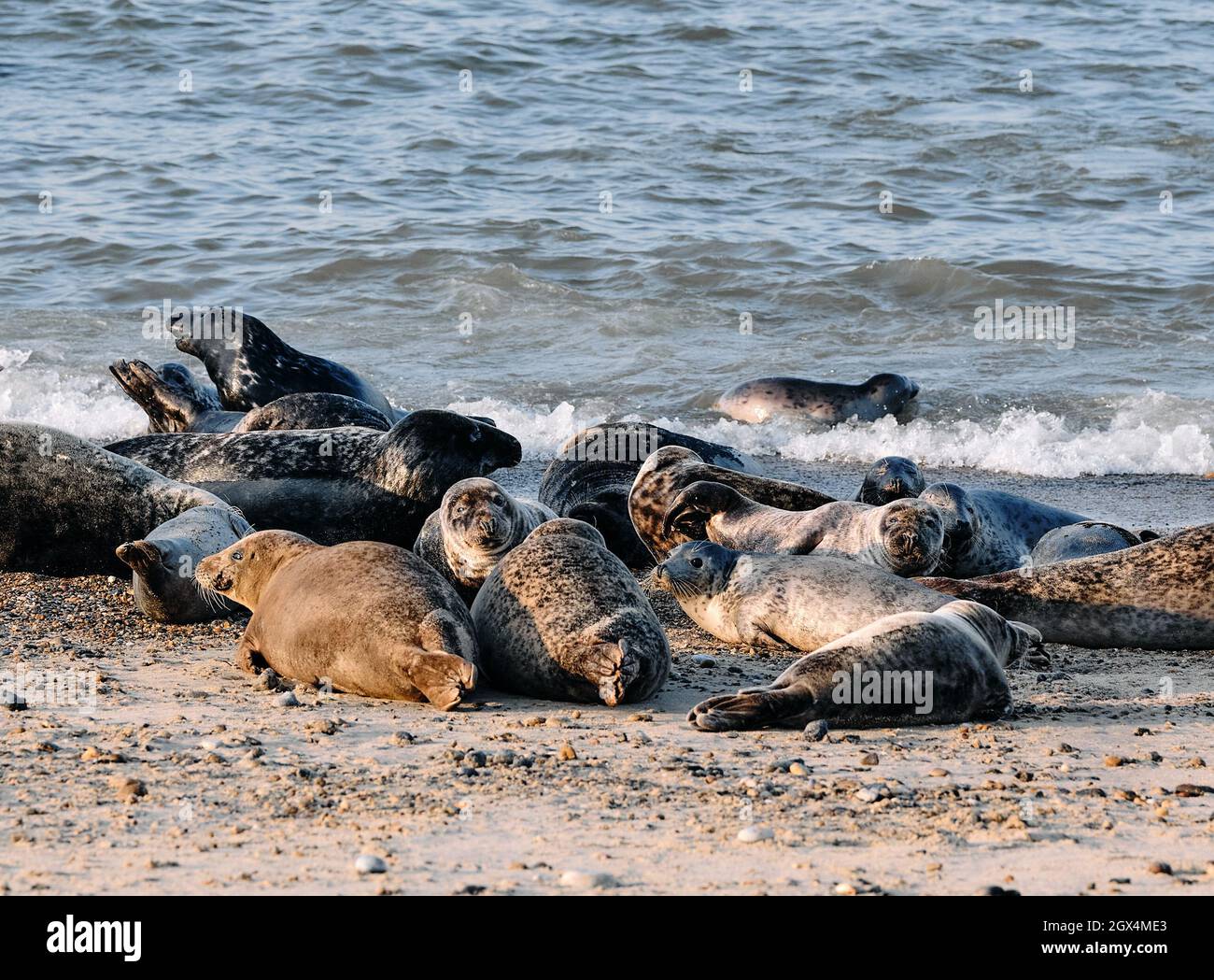 La colonie de phoques gris de l'Atlantique à Horsey et à Winterton Beach sur la côte de Norfolk à Horsey Norfolk en Angleterre Banque D'Images