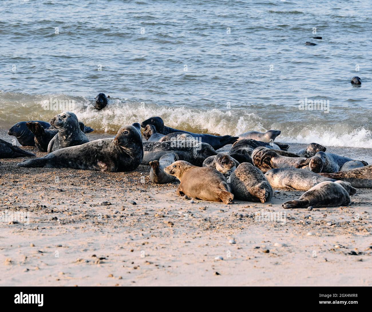 La colonie de phoques gris de l'Atlantique à Horsey et à Winterton Beach sur la côte de Norfolk à Horsey Norfolk en Angleterre Banque D'Images