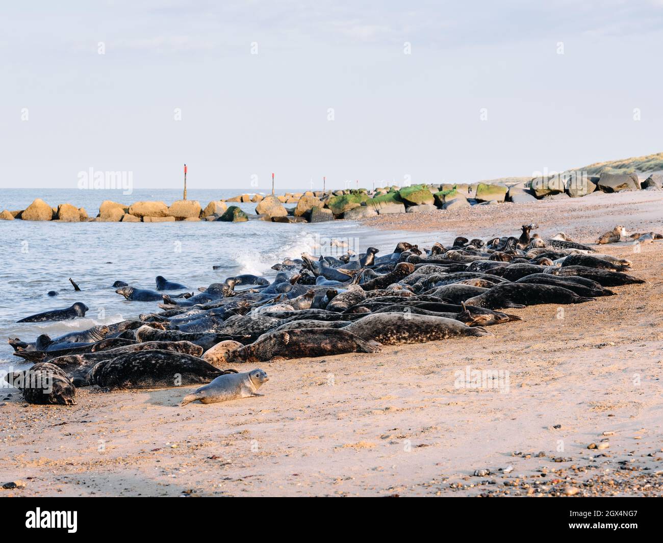 La colonie de phoques gris de l'Atlantique à Horsey et à Winterton Beach sur la côte de Norfolk à Horsey Norfolk en Angleterre Banque D'Images