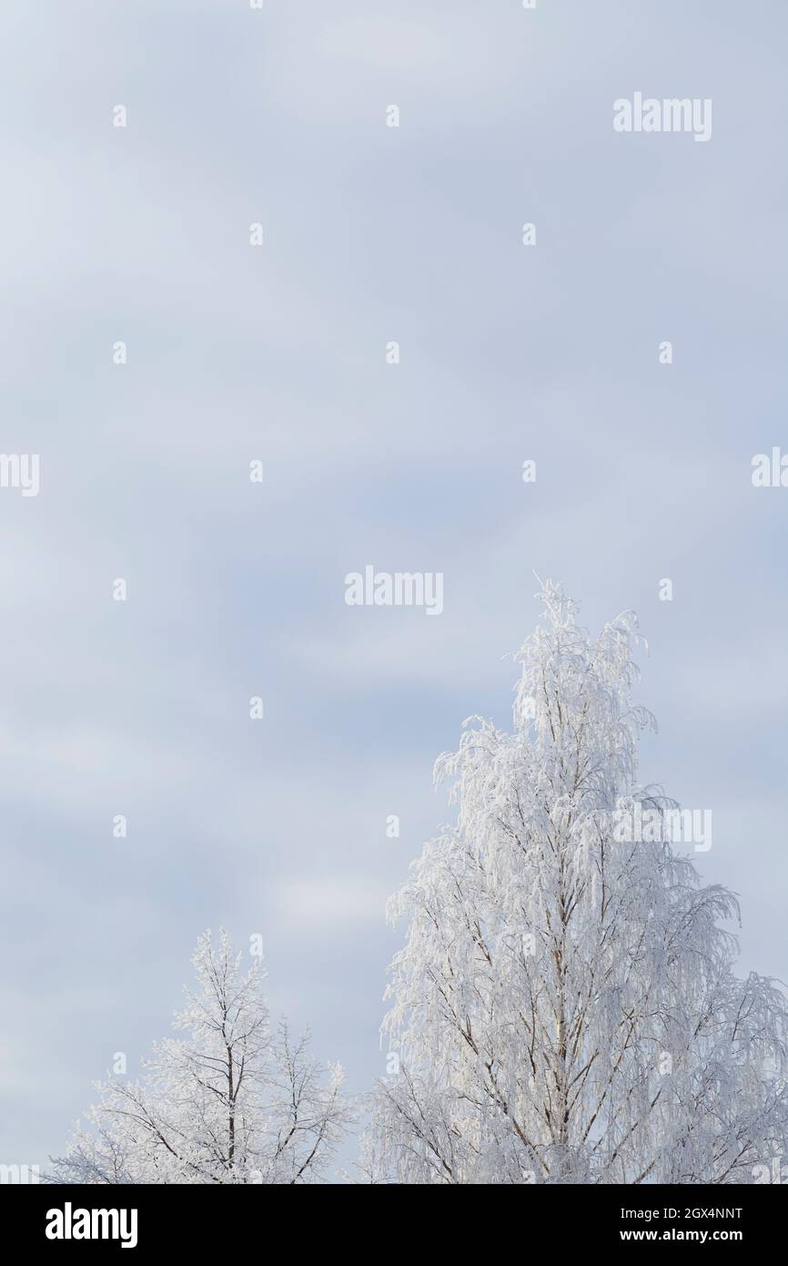 Bouleaux enneigés dans un ciel blanc nuageux le jour de l'hiver. Copier l'espace. Fond naturel d'hiver enneigé. Scène de Noël. Banque D'Images