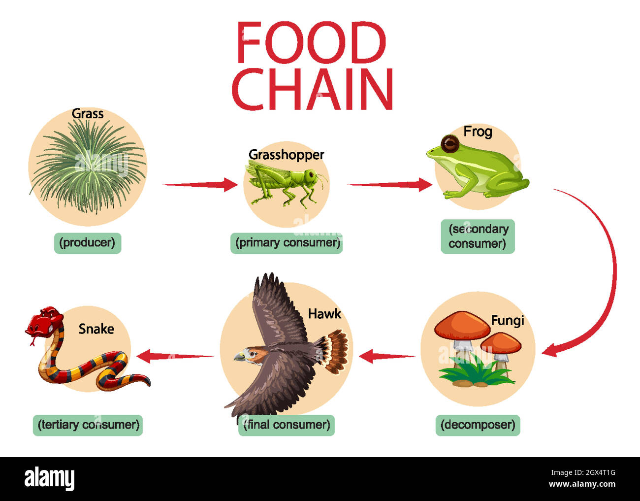 Concept de diagramme de la chaîne alimentaire Illustration de Vecteur