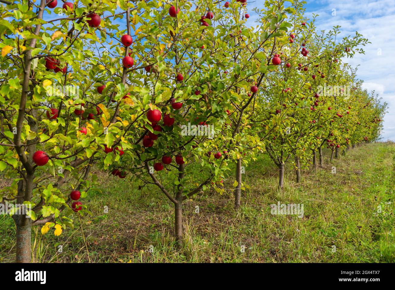 Beau verger de pommes mûres par temps ensoleillé Banque D'Images