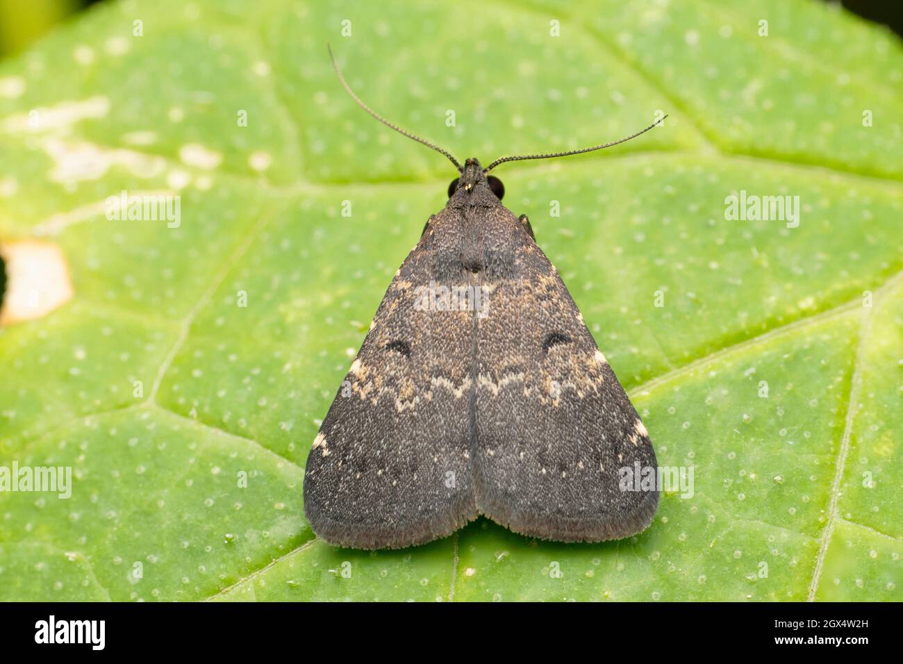 Moth de litière, Herminia giminata, Satara, Maharastra, Inde Banque D'Images