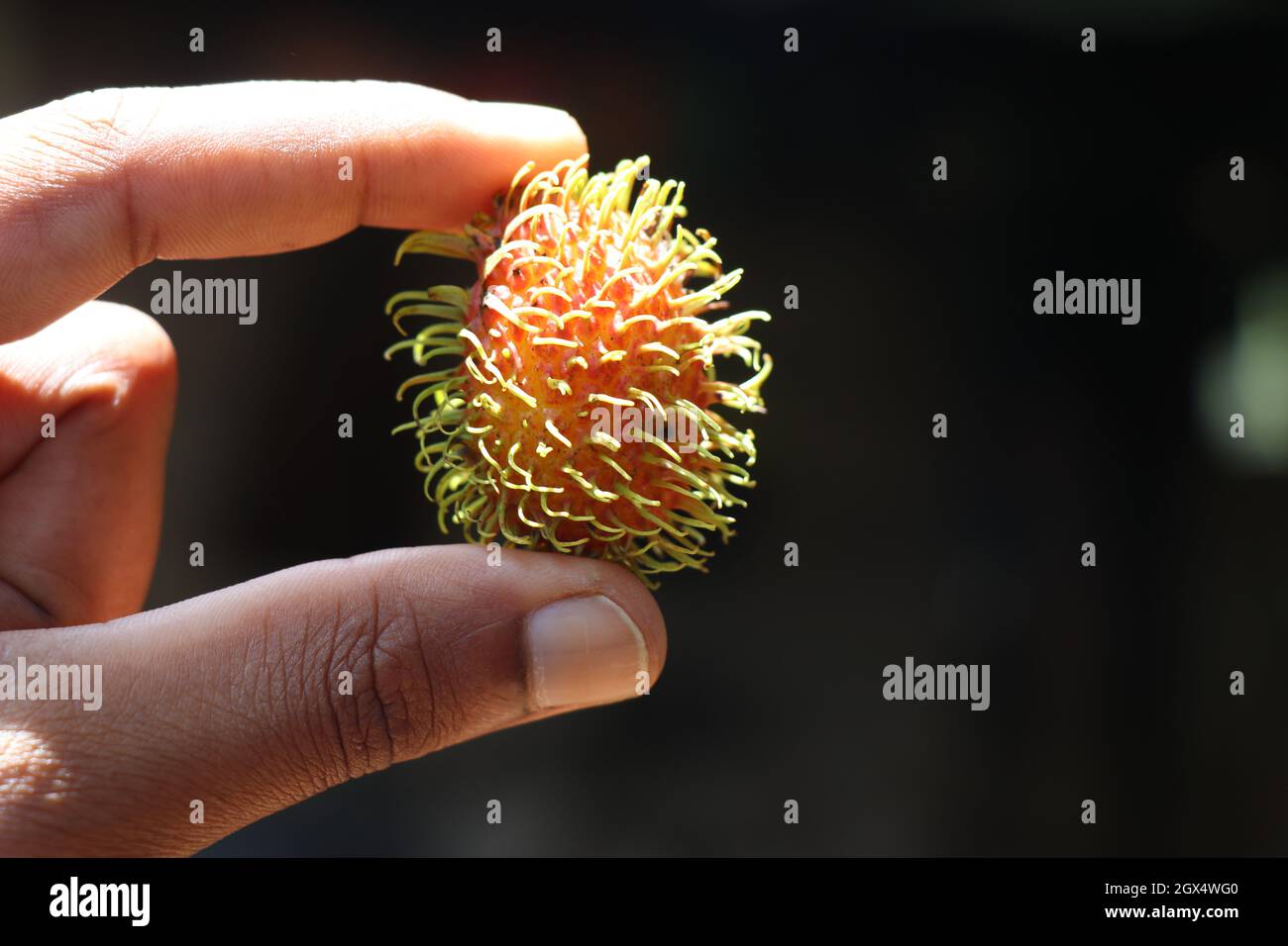 Nephelium lapaceum ou rambutan fruit mûr et prêt à manger tenu à la main avec la lumière du soleil sur le fruit Banque D'Images