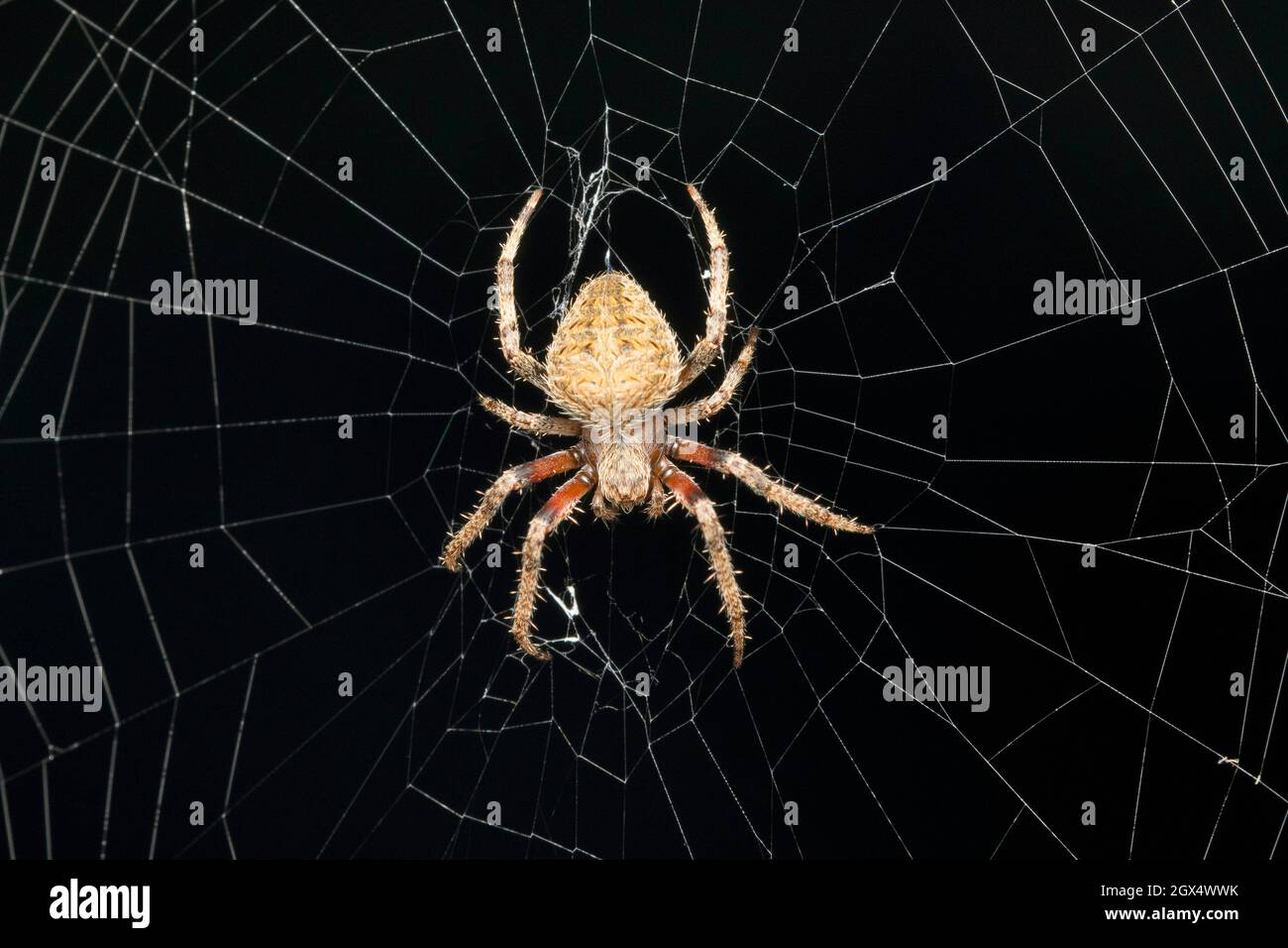 Gros plan sur l'orb weaver de Mukherjee, Neoscona mukherjee, Satara, Maharashtra, Inde Banque D'Images