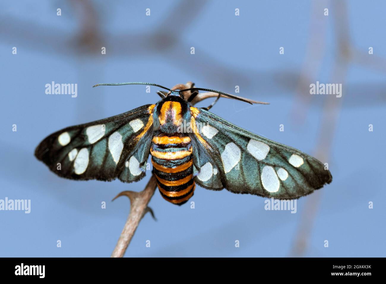 Hubners wasp Moth, Amata huebneri, Satara, Maharashtra, Inde Banque D'Images